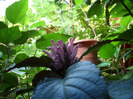 SAM_0685