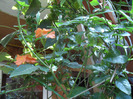 SAM_0690
