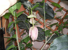 SAM_0694