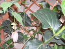 SAM_0696