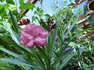 SAM_0702