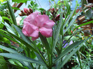 SAM_0703