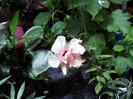 SAM_0705