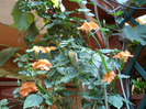 SAM_0729