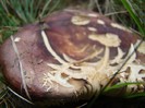 DSC07991