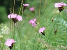 DSC08006