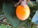 DSC03030