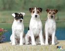 parson-russell-terrier-a-2011141047[1]