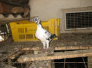 Pasari August 2011 030