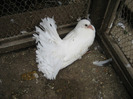 Pasari August 2011 115