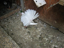 Pasari August 2011 116