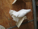 Pasari August 2011 124