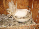 Pasari August 2011 126