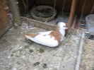 Pasari August 2011 127