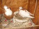 Pasari August 2011 128