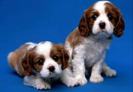 images[1]