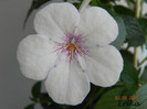 Charity 07-08-2011 