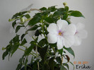 Charity 07-08-2011 \'\'