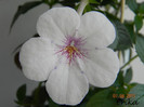 Charity 07-08-2011