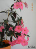 Charm 07-08-2011