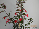 Erecta 07-08-2011