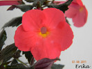 Flamenco 07-08-2011