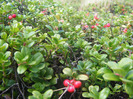 DSCF9602