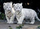 tigrii-albi