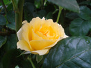 Rose Golden Showers (2011, August 05)