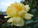 Rose Golden Showers (2011, August 05)