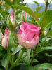 Rose Pink Peace (2011, August 05)