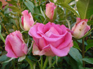 Rose Pink Peace (2011, August 07)