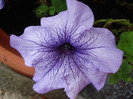 Lilac Petunia (2011, August 07)