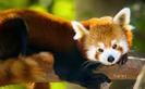 animale salbatice