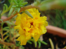 Portulaca grandiflora (2011, Aug.07)