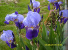 iris