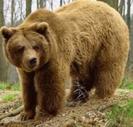 animale salbatice