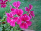 Geranium Summer Showers (`11, Aug.05)