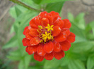 Zinnia_Youth-and-Old-Age (2011, Aug.04)