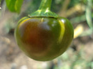 Cherry Chili Pepper (2011, August 02)