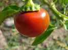 Pimiento_Cherry Pepper (2011, Aug.02)