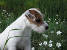 lilli-090501_640_480[1]
