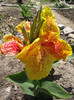 canna galbena