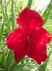 gladiola rosie