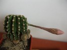 8.08.2011+alt cactus