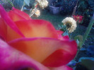 P060811_18.30_[01]