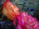 P060811_18.30_[02]