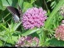 images (6)