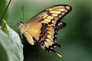 images (20)