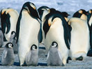 pinguini (1)